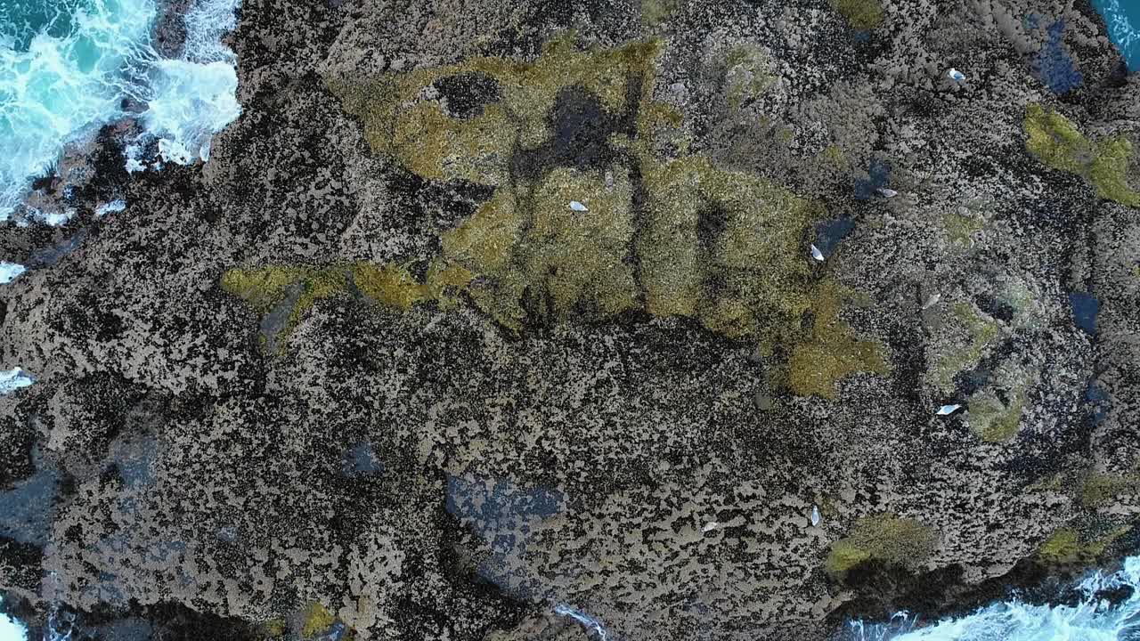 gaviotas en roca oceánica