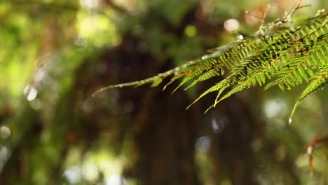 Close-up of fern in lush rainforest