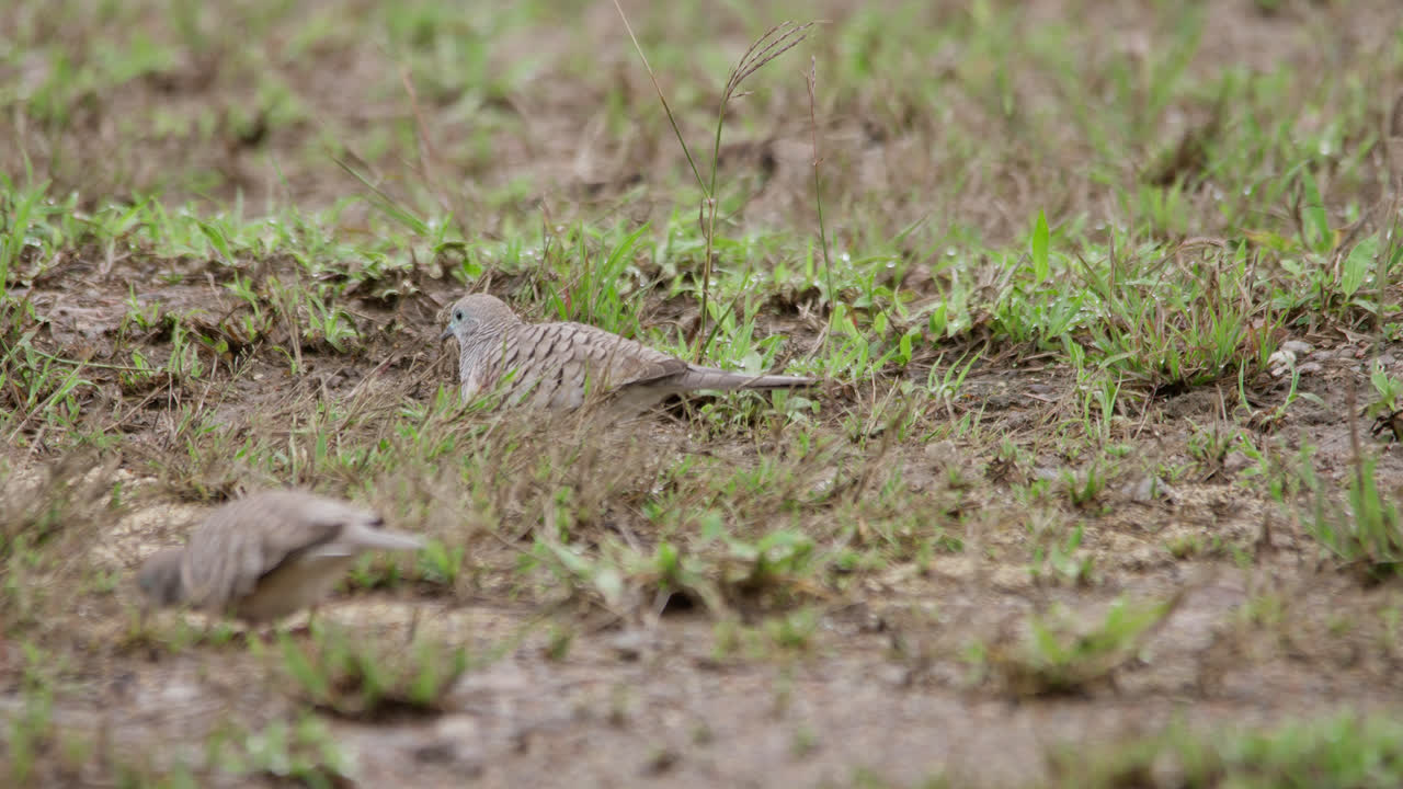 한 의 평화로운 비둘기들이 먹이를 찾기 위해 들판에서 풀과 을 고 있습니다. - 타운스빌, 즐랜드, 오스트레일리아