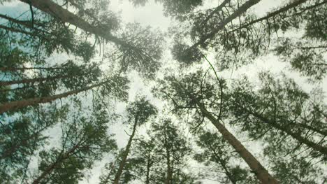 tree tops in the forest against clouds