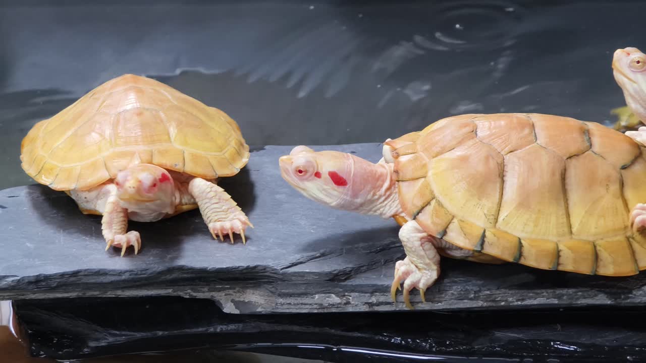 두 마리의 알비노 은 귀 슬라이더 거북이