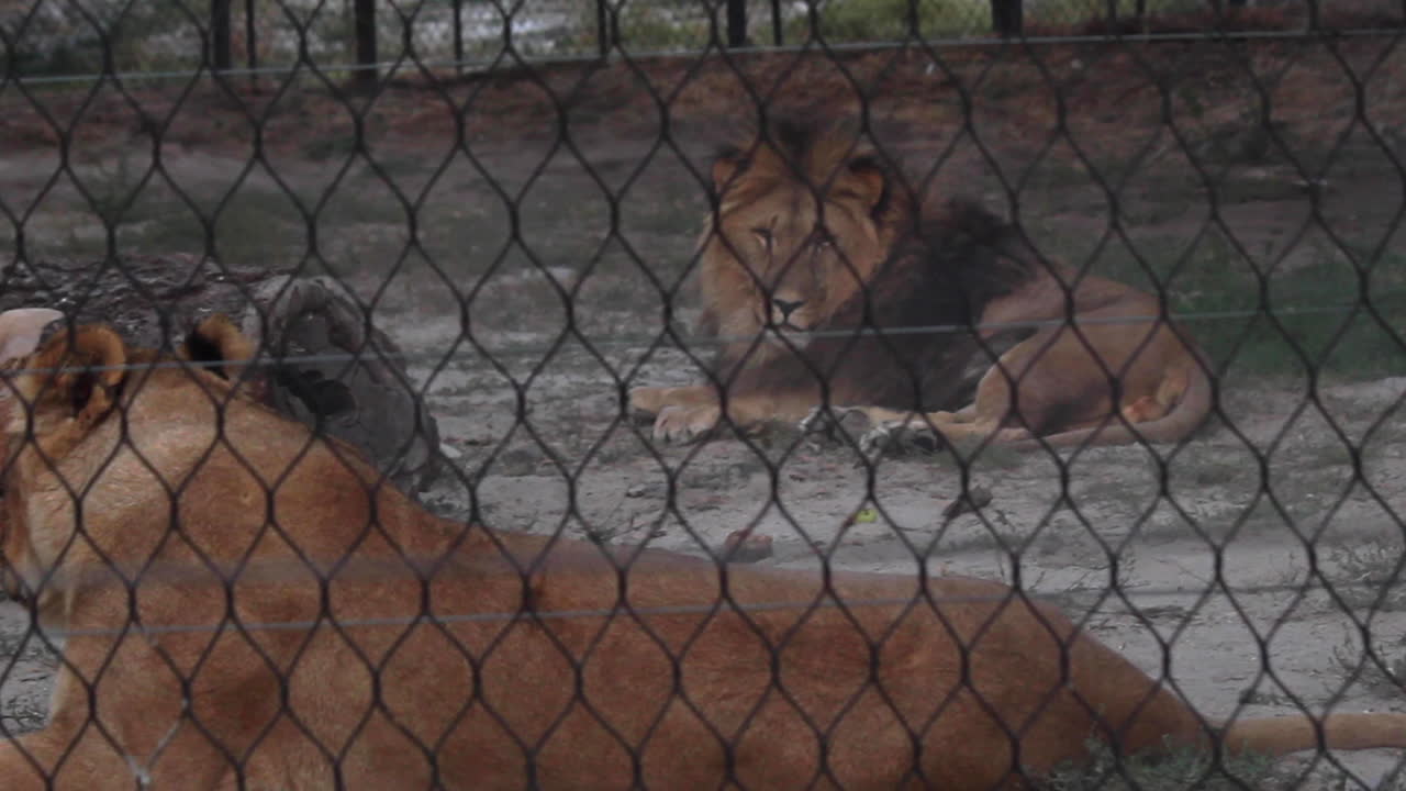 león caminando y luego sentado dentro del recinto visto desde la cerca en el zoológico