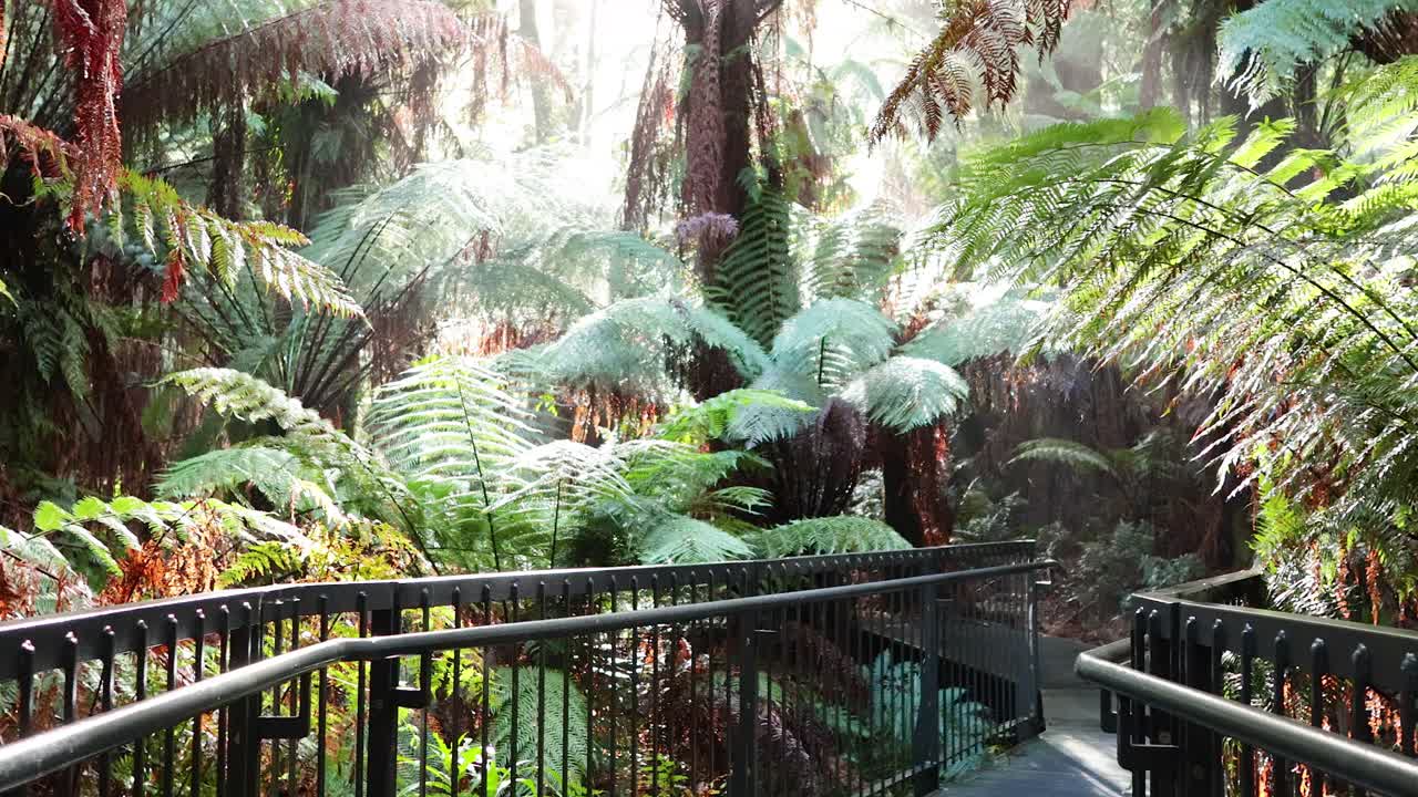 울창 한 열대 우림 식물 을 가로질러 경치 좋은 산책