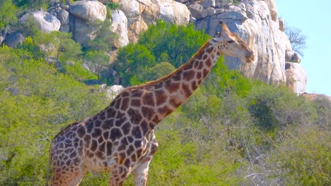 close up of a beautiful giraffe walking in kruger national park, south africa, natural habitat