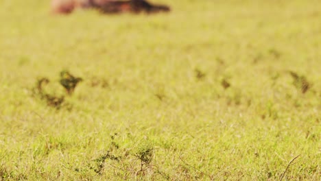 Topi-Fighting-in-Fight,-Animals-Clashing-Antlers-and-Horns,-Banging-and-Butting-Crashing-Heads-in-Territorial-Animal-Behaviour,-Amazing-Wildlife-Behavior-Close-Up,-Maasai-Mara,-Kenya,-Africa