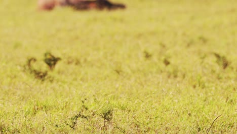 topi luchando en la lucha, animales chocando cuernos y cuernos, golpeando y golpeando chocando cabezas en el comportamiento territorial de los animales, increíble comportamiento de la vida silvestre de cerca, maasai mara, kenia, áfrica