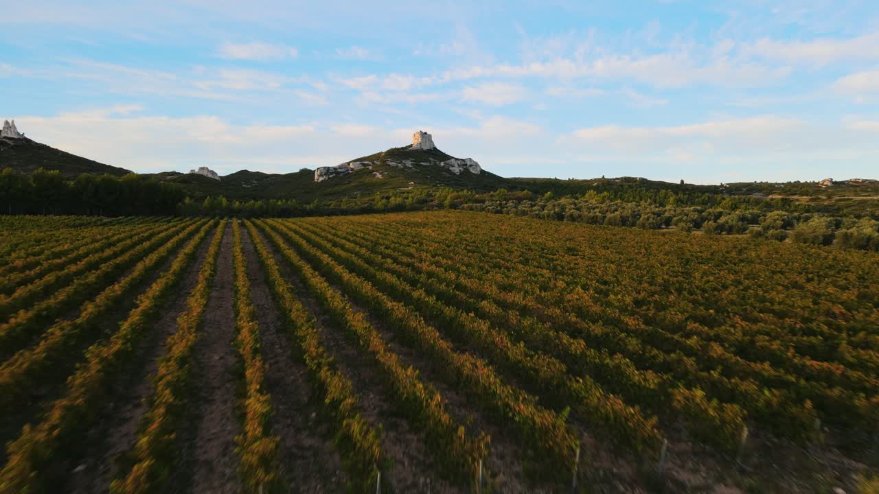 vista aérea de filas ordenadas de vides en un viñedo en provenza, francia