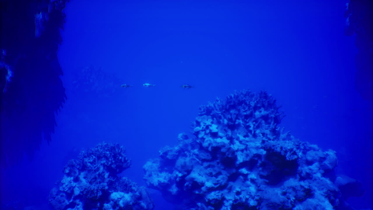 Exploring vibrant coral reefs in deep blue underwater environment