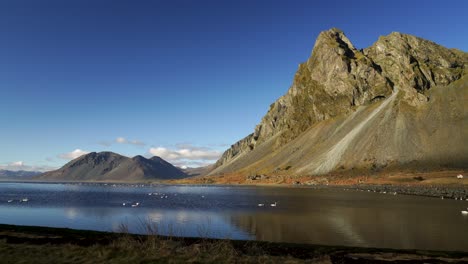 Schwenkaufnahme-Von-Trompeterschwänen,-Die-Im-See-Am-Eystrahorn-Berg-Schwimmen,-Während-Eines-Sonnigen-Tages-Mit-Blauem-Himmel-In-Island---Weitschuss