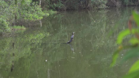 Neotropic-Cormorant,-Nannopterum-brasilianum,-black-bird-perched-on-tree-branch-in-lake-near-são-paulo-brazil