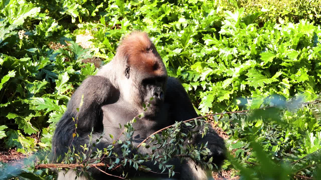 Gorilla che si gode il fogliame in un ambiente lussureggiante