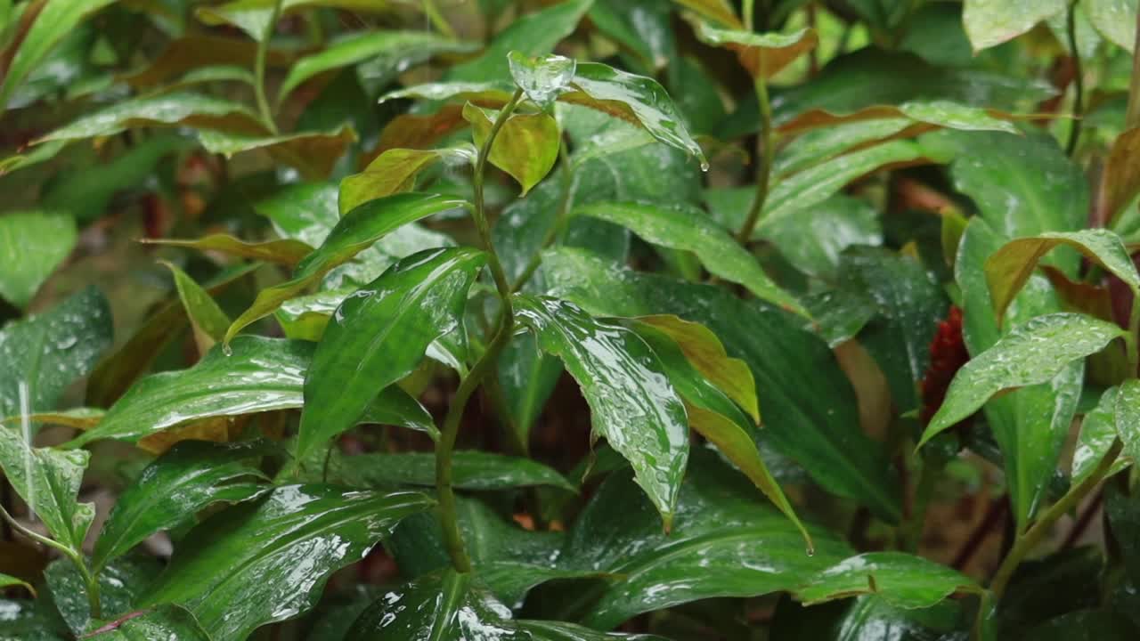día de lluvia en un parque en singapur,
