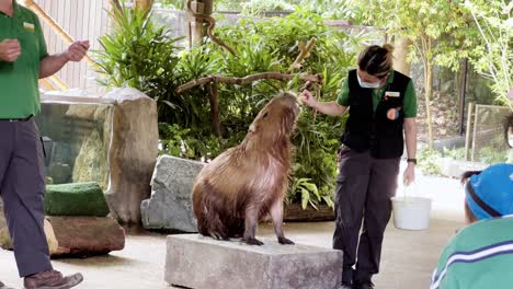 female zookeeper feeding cute capybara, hydrochoerus hydrochareris sitting on the stage platform at singapore river wonders, safari zoo, mandai reserves.