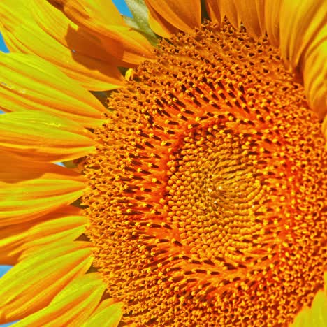 un girasol al atardecer en un campo de girasoles