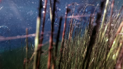 Dolly-side-underwater-shot-showing-submerged-plants-and-diver-group-in-background