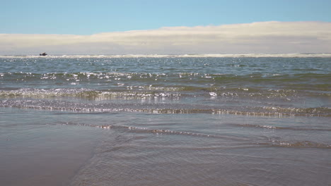 seagull flies low over small waves breaking on oregon coast beach