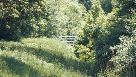 Heiße-Luft-Wirbelt-über-Der-Sonnenbeschienenen-Öffnung-Im-Grünen-Sommerwald,-Der-Mit-üppigem-Grünem-Gras-Bedeckt-Ist