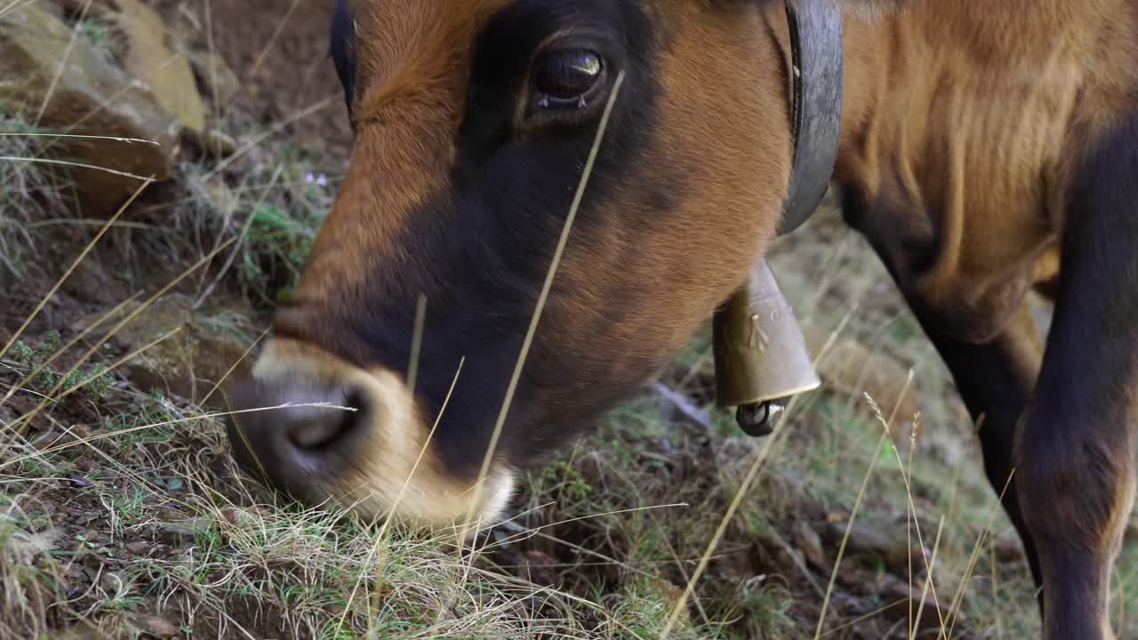 primer plano de vaca alpina tranquila con campana en el cuello, comiendo hierba temprano en la mañana en las montañas