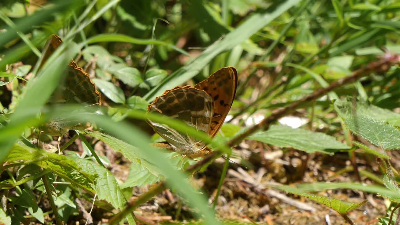 Beautiful wall brown butterflies stretching wings in grass on a sunny day