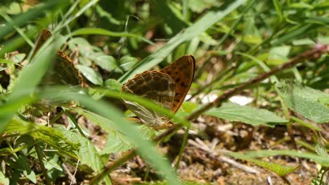 Hermosas-Mariposas-Marrones-De-Pared-Estirando-Las-Alas-En-La-Hierba-En-Un-Día-Soleado