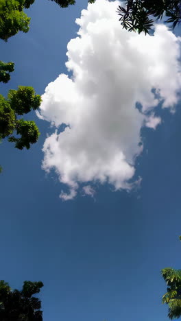 árboles y nubes