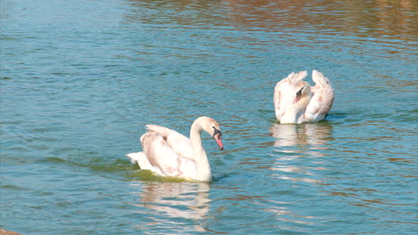 Swans-on-a-lake-in