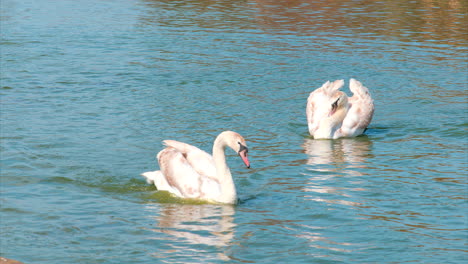 cisnes en un lago en