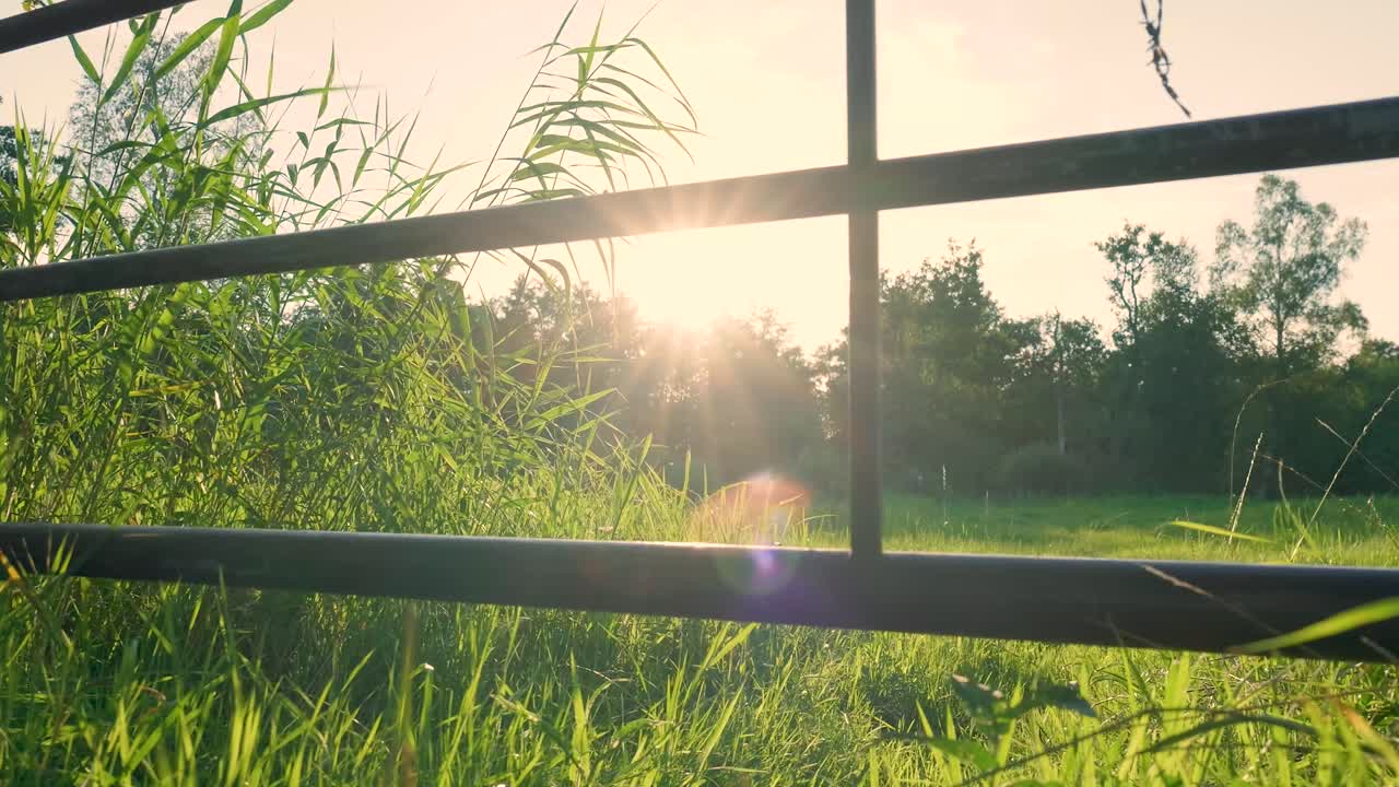 풀 에 있는 울타리 를 통해 해가 지는 것