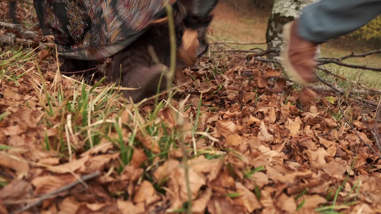 coppia con un cane che cammina su foglie cadute arancioni in autunno a livello del suolo