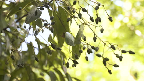 Ripening-cinnamon-fruits-on-windblown-tree-branch-in-Zanzibar-jungle