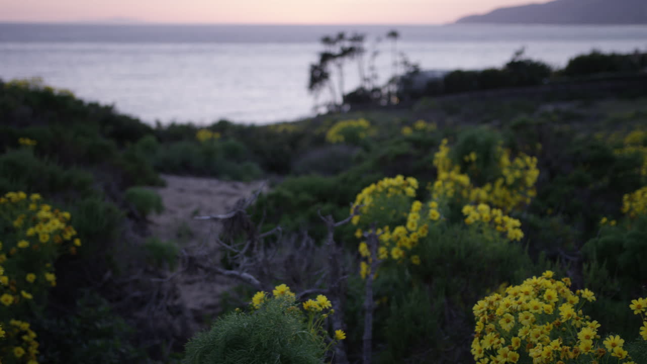toma panorámica de flores amarillas en big dume en malibu california
