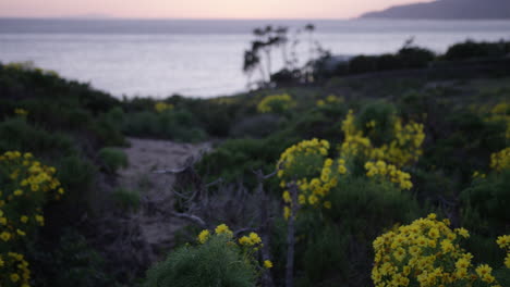 Schwenkschuss-Von-Gelben-Blumen-Bei-Big-Dume-In-Malibu,-Kalifornien
