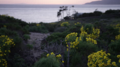 toma panorámica de flores amarillas en big dume en malibu california