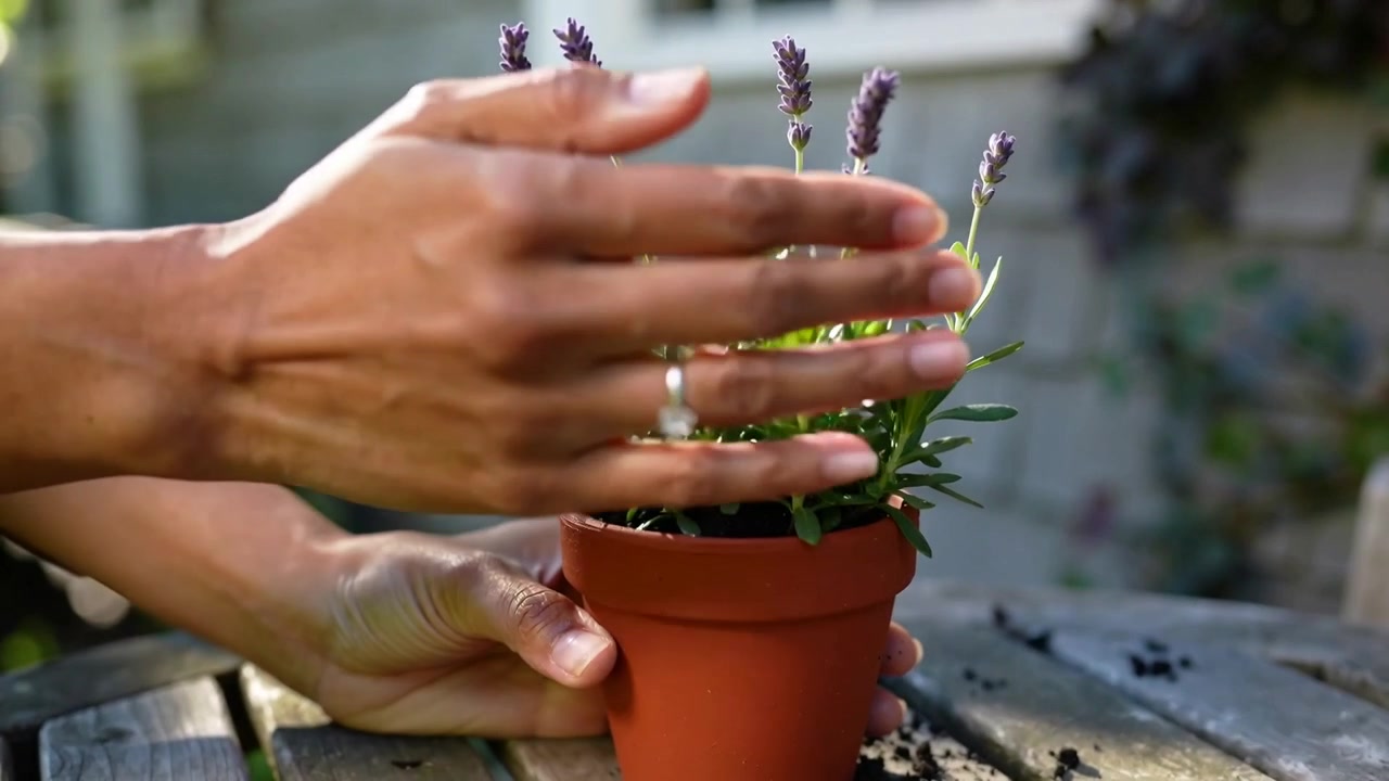 Colocando vaso de terracota na mesa do pátio, mãos de jardineiro com anel mexendo na terra, arrumando caules de lavanda.
