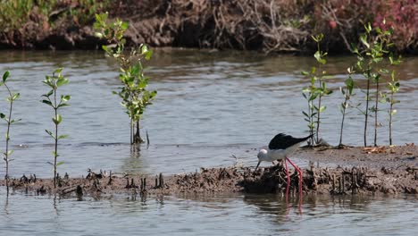 Schaut-Nach-Unten,-Um-Zu-Fressen,-Schlägt-Dann-Zu-Und-Ein-Vogel-Fliegt-Von-Links-Nach-Rechts-Und-Betritt-Den-Rahmen,-Stelzenläufer-Himantopus-Himantopus,-Thailand