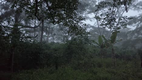 approach to the jungle between two trees