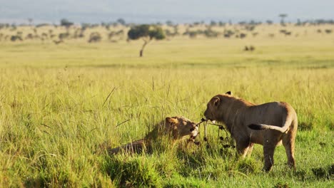 two lions play fighting with amazing beautiful african maasai mara national reserve in the background, kenya, africa safari animals in masai mara north conservancy