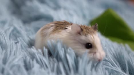 hamster walking around slowly on a fur blanket