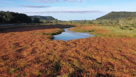 autumnal wetland landscape