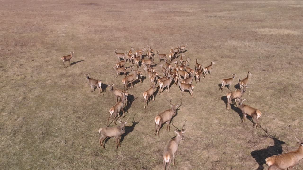Overfly herd of deers.on brown meadow. Aerial tracking forward