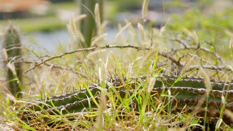 Dead-cactus-lying-amongst-dry-wild-grass-by-the-side-of-the-road-in-the-Caribbean