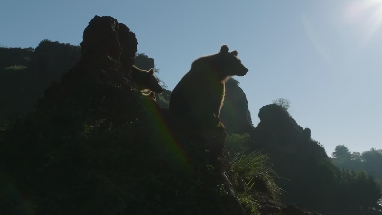 Brown bears sitting at the edge of a rocky cliff during a sunny day