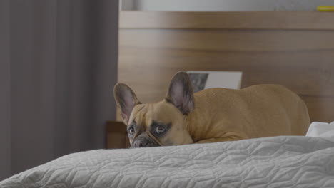 Unschuldiger-Brauner,-Entzückender-Französischer-Bulldogge-Hund,-Der-Auf-Dem-Bett-Liegt-Und-In-Die-Kamera-Schaut