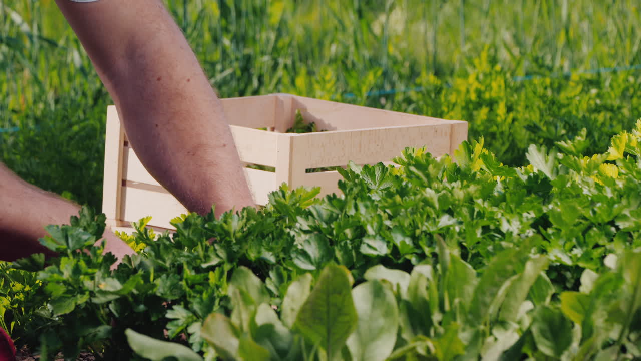 granjero corta perejil y verduras en su cama