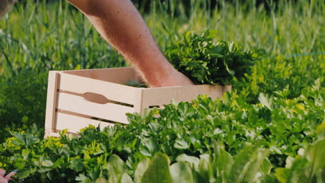 Agricultor-Corta-Perejil-Y-Verduras-En-Su-Cama