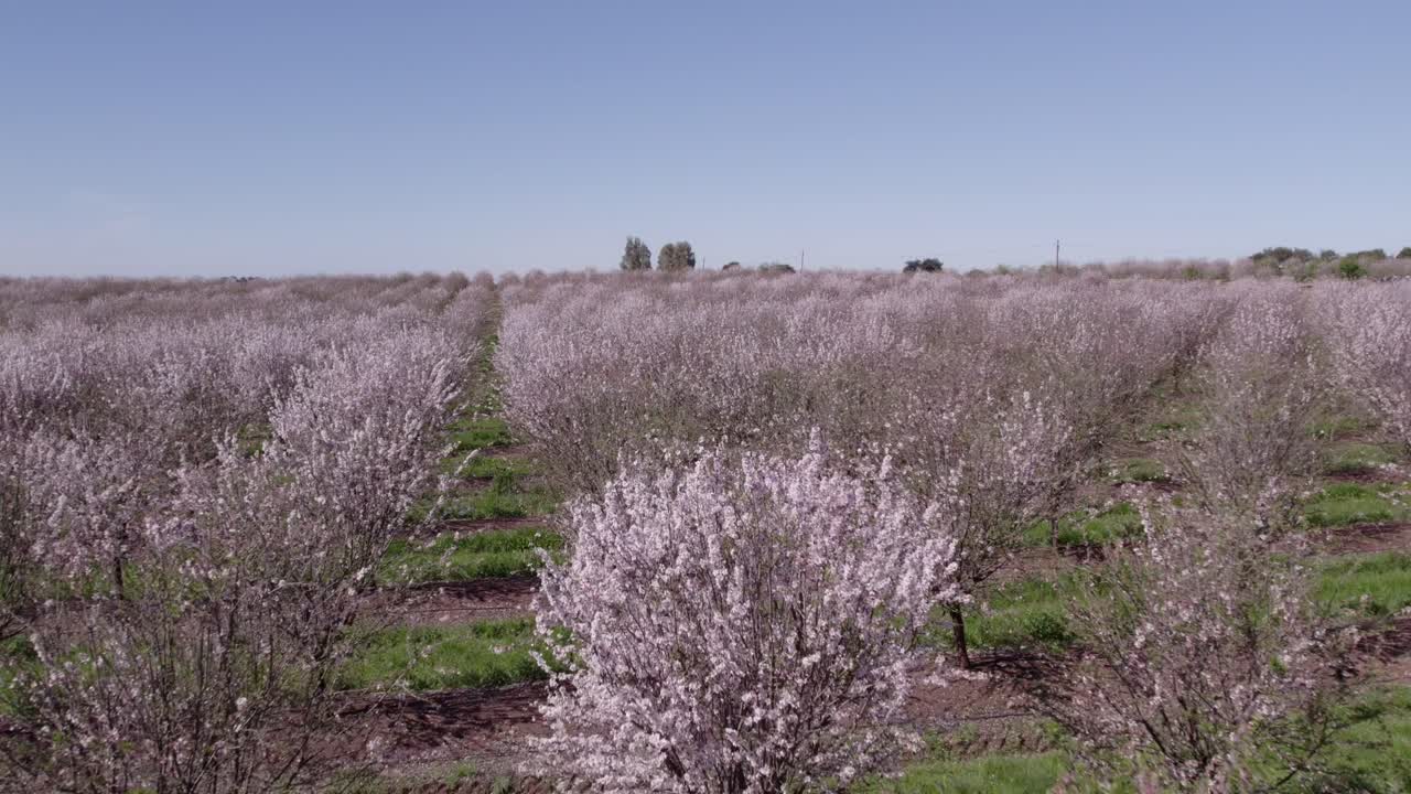 Sorvolando a bassa quota mandorli in piena fioritura con fiori rosa, ripresa aerea.