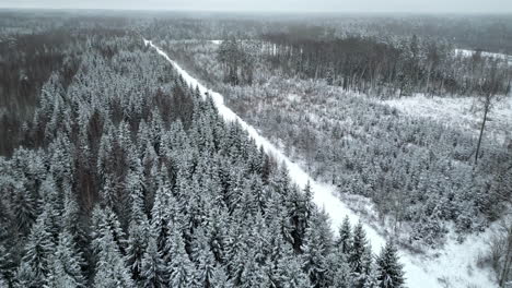 snowy forest with frost on the trees in a winter landscape - aerial flyover