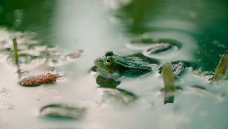 close up shot of wild green frog covered in the planting area on a pond