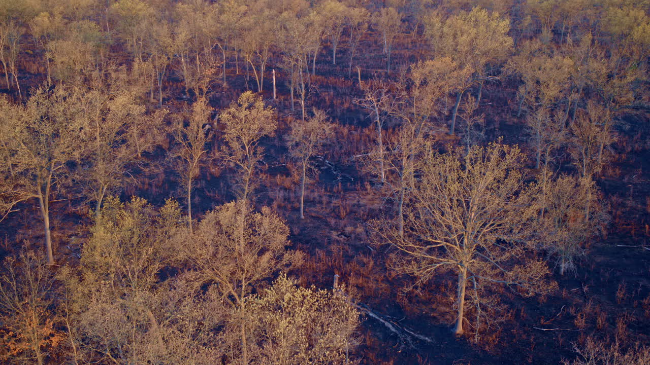화재 후 화재 된 지형의 드론에서 공중 영상.
