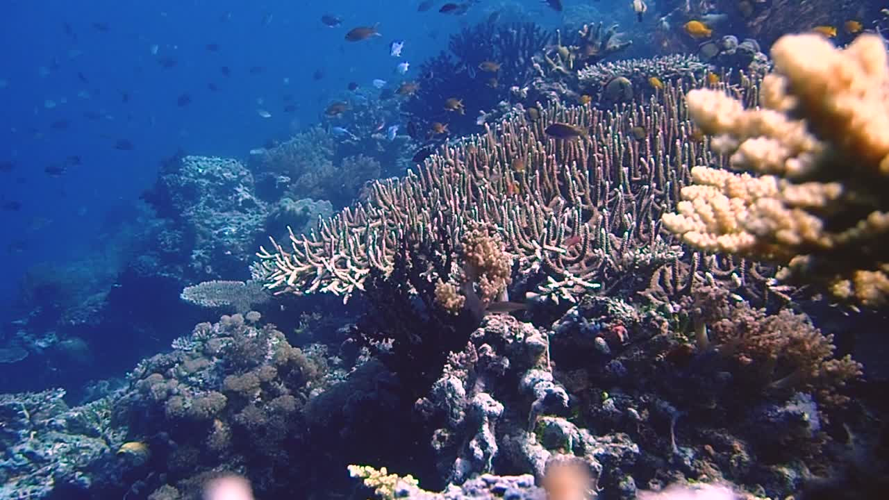 parece una toma de acuario en el arrecife de raja ampat
